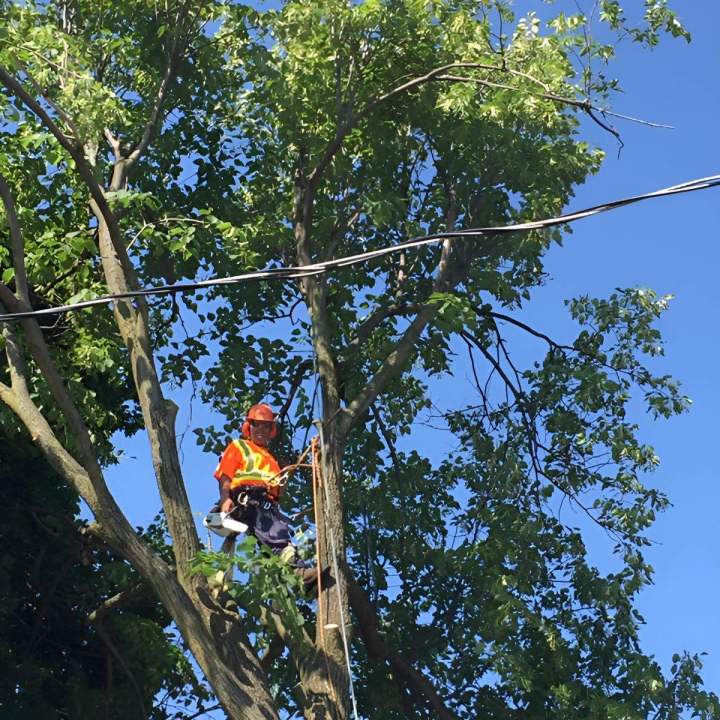 Expert Tree Trimming Services in Oshawa and surrounding areas for Healthier, Safer, Beautiful Trees.