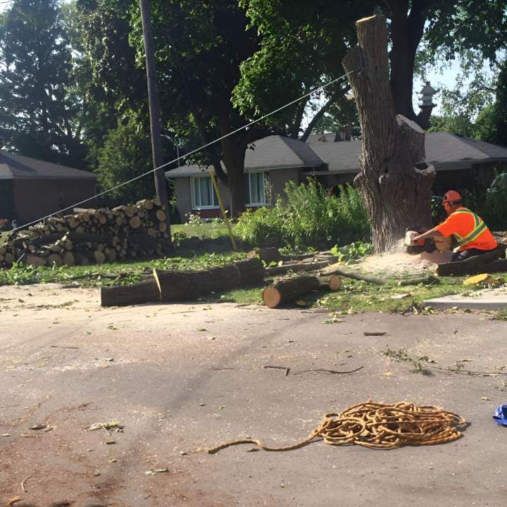 Safe, Professional Tree Removal Services in Oshawa and surrounding areas You Can Rely On.