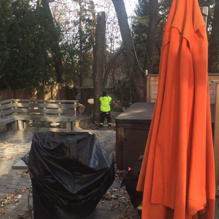 Professional Tree Removal Services for Businesses in Oshawa and surrounding areas.