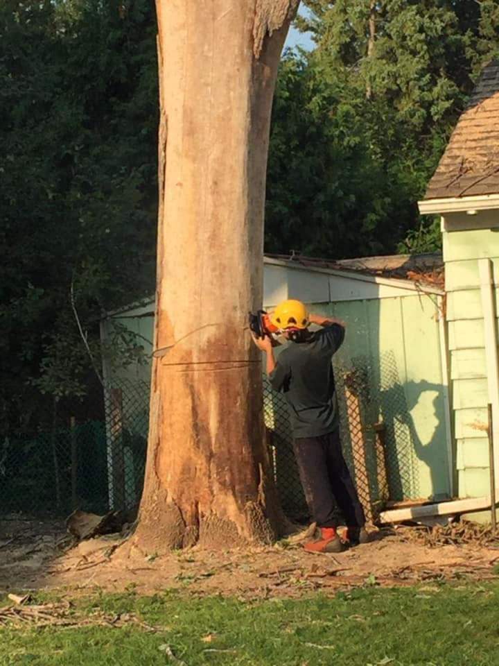 Tree Removal for Businesses Oshawa