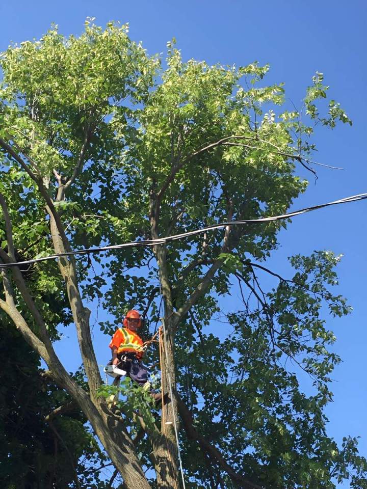 Tree Trimming Service Oshawa