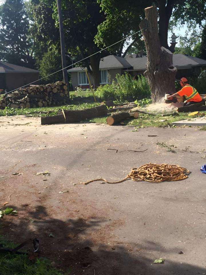 Tree Removals Oshawa