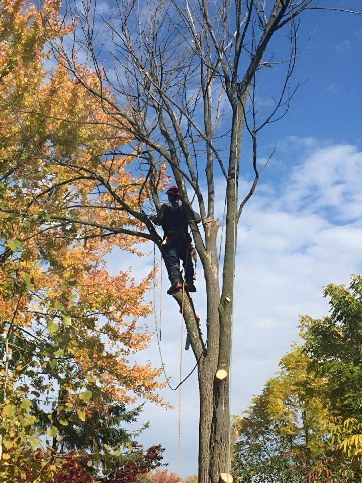 Tree Reshaping Oshawa