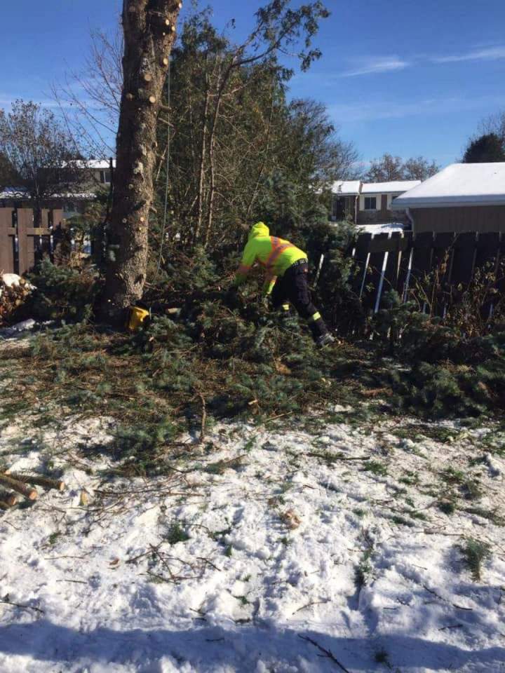 Tree Removal Service Oshawa