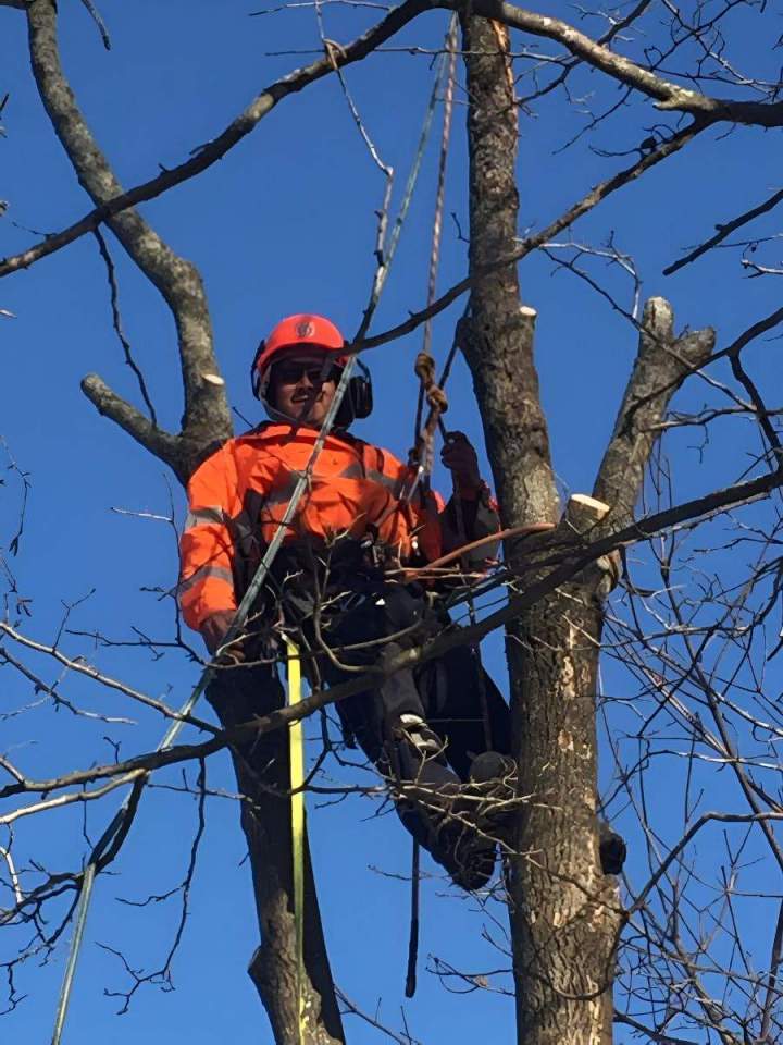 Tree Trimming Service Oshawa