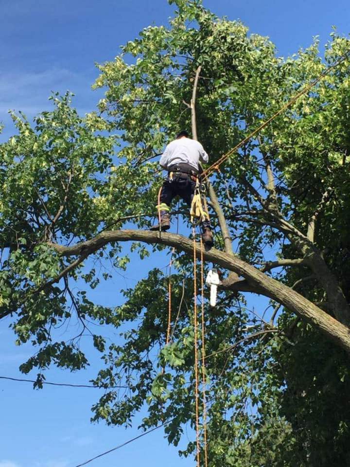 Tree Reshaping Oshawa