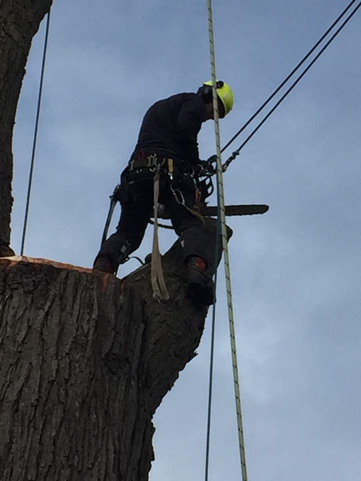 Tree Cutting Services, Ajax