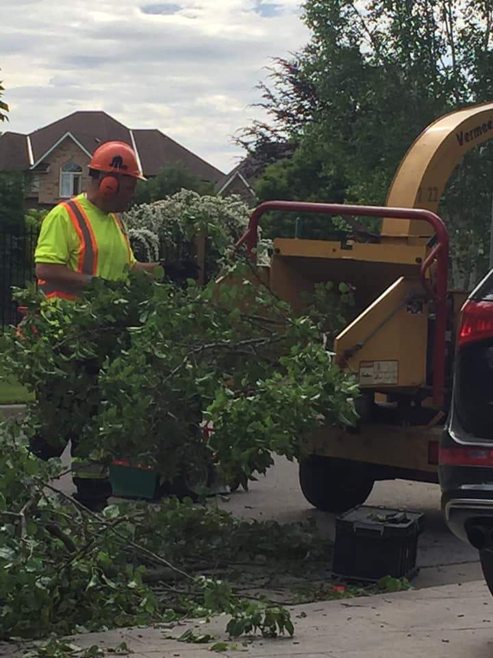 Are There Risks Involved in Removing Trees From Business Properties?, Oshawa