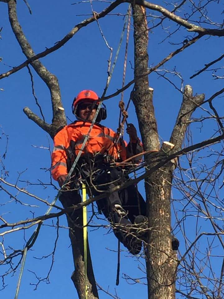Stump Removal Service, Uxbridge