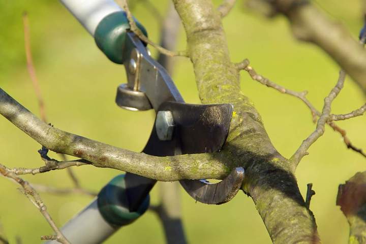 Tree Cutting Services
