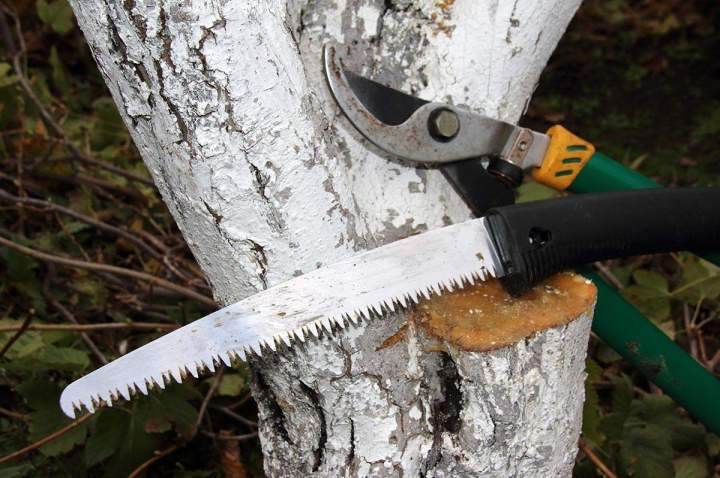 Stump Removal Service