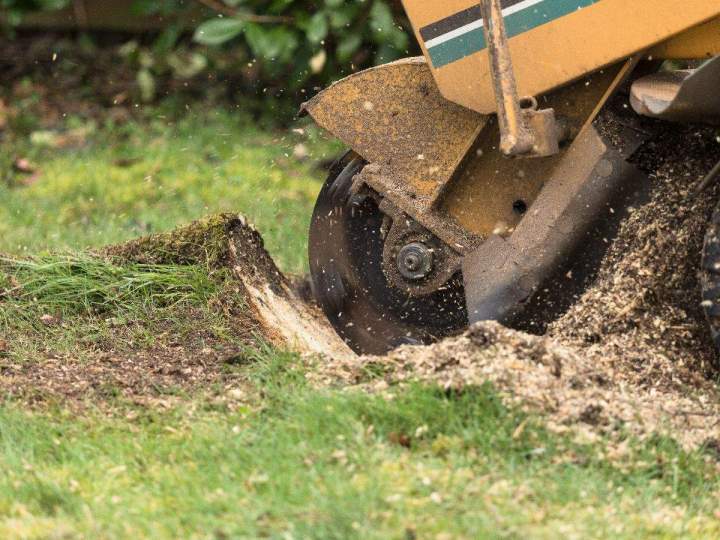 Stump Removal Service Oshawa