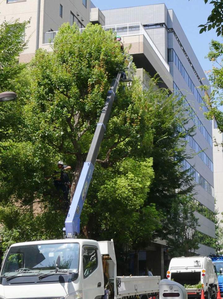Tree Removal for Businesses Oshawa