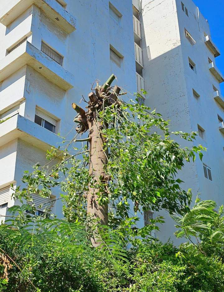 Commercial Tree Removals Oshawa